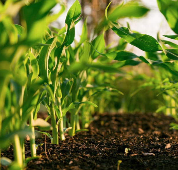 Glyphosate & Health
