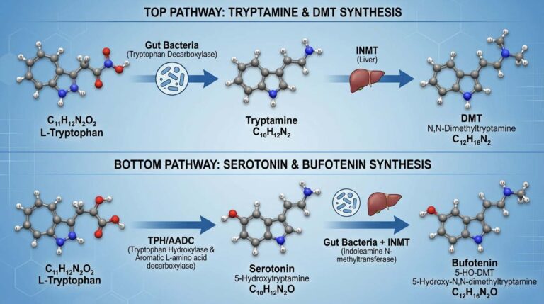 Diagram of 2 pathways from L-tryptophan. Top: gut bacteria (tryptophan decarboxylase) make tryptamine, which INMT in the liver converts to DMT. Bottom: TPH and AADC make serotonin, which gut bacteria plus INMT convert to bufotenin (5-HO-DMT).